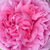 Roza - Portland vrtnice - Madame Boll